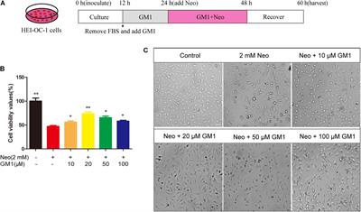 The Ganglioside Monosialotetrahexosylganglioside Protects Auditory Hair Cells Against Neomycin-Induced Cytotoxicity Through Mitochondrial Antioxidation: An in vitro Study